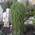 Лиственница европейская Larix decidua 'Pendula'